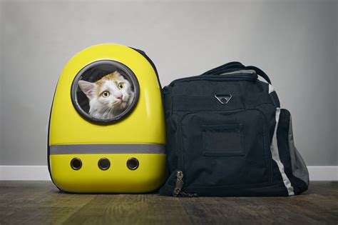 Les 5 meilleurs sacs à dos pour chat en 2024 